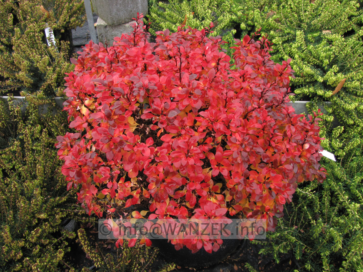 Berberis thunbergii Bagatelle Herbst 01.JPG